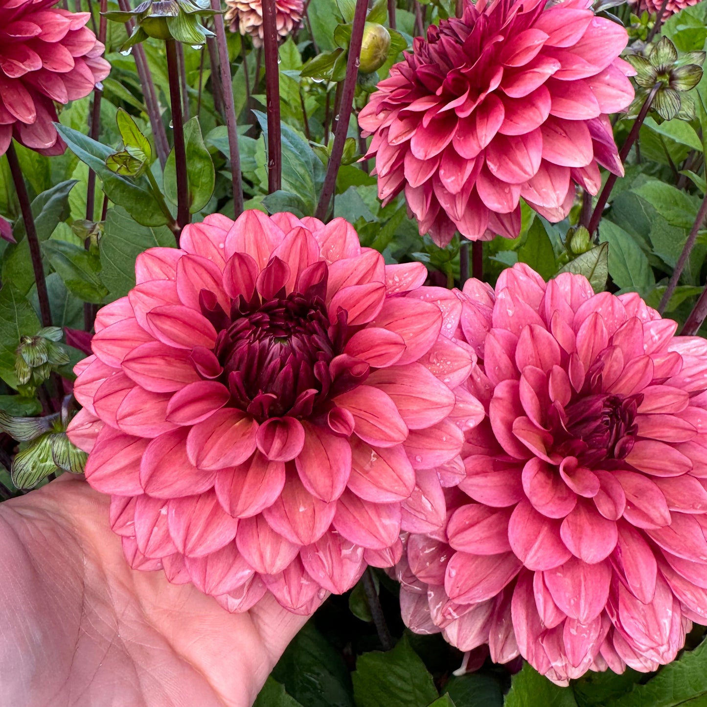 Dahlia Night Wispher LB-107