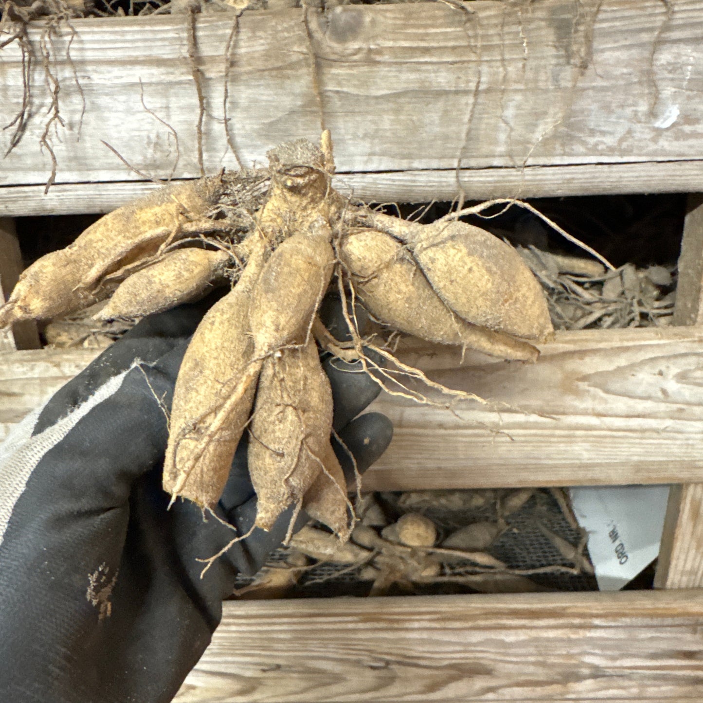 Dahlia Glory of Heemstede