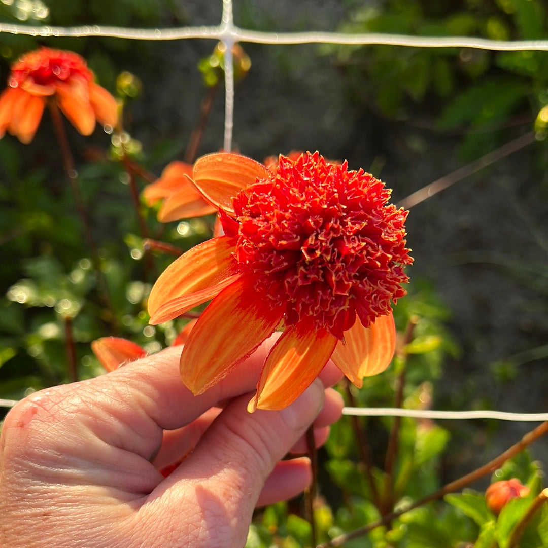 Dahlia Josie