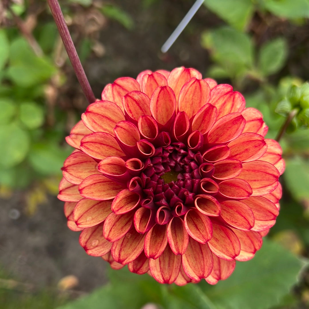Dahlia High Fidelity