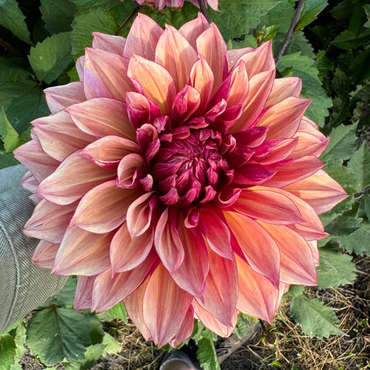 Dahlia Lovely Lovis LB-013