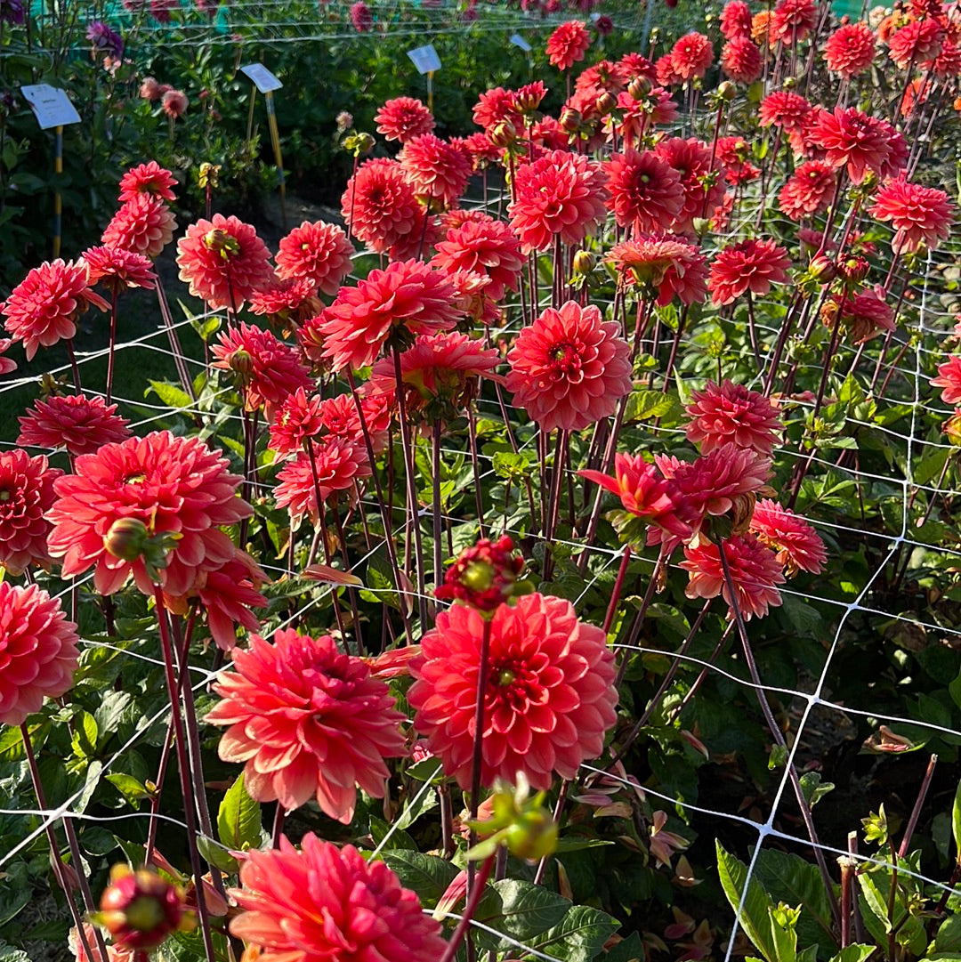 Dahlia Orange Girl