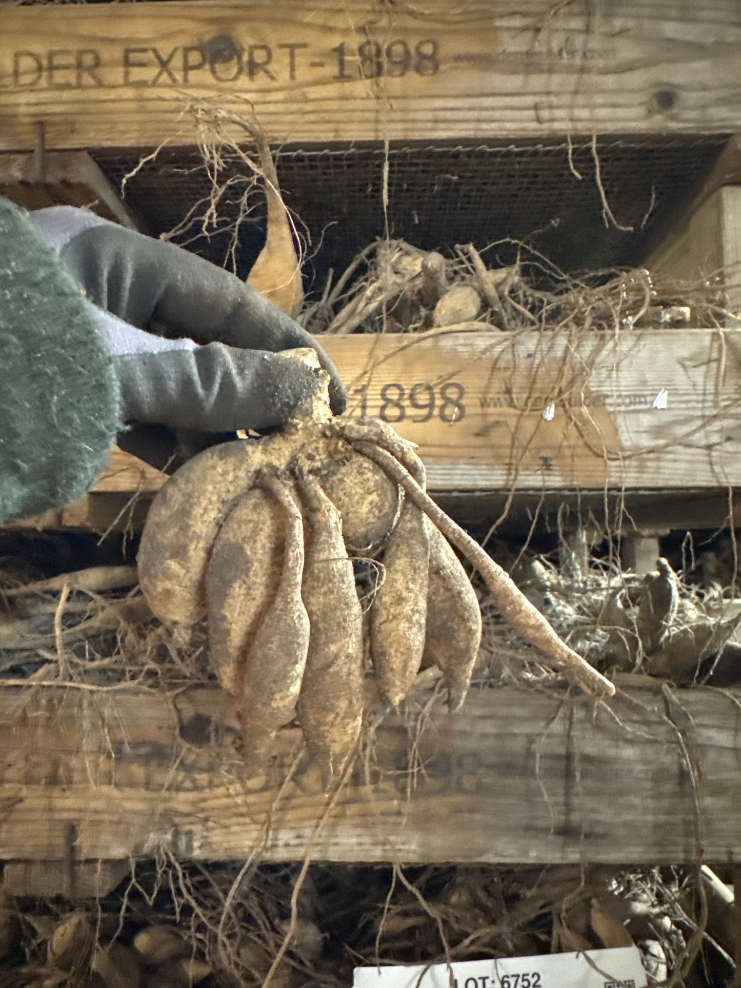 Dahlia Berliner Kleene