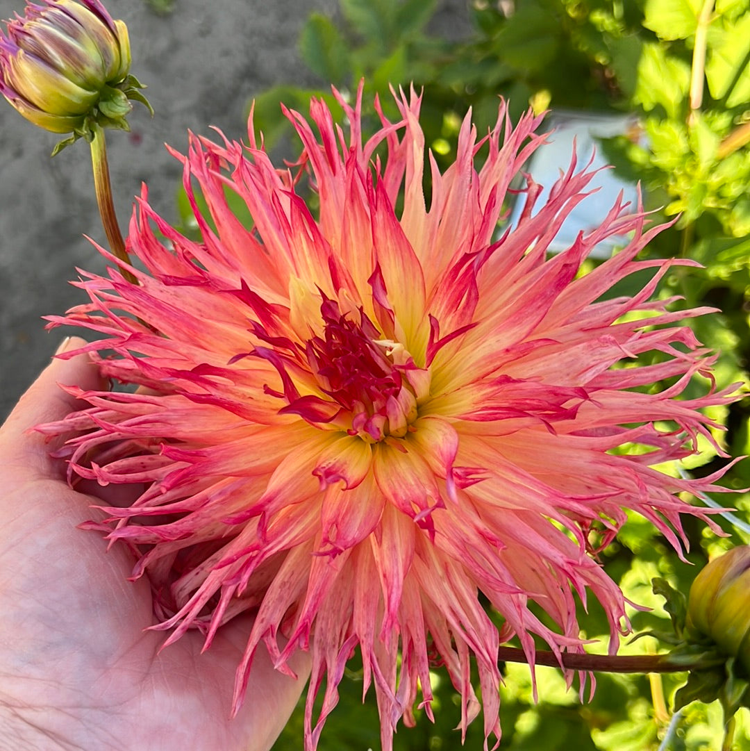 Dahlia Pinelands Pam