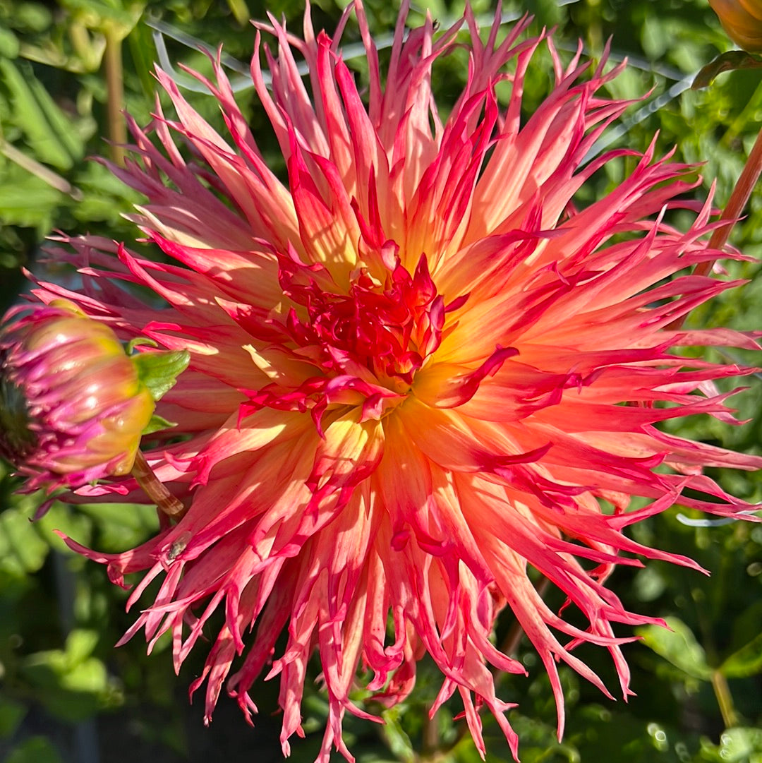 Dahlia Pinelands Pam