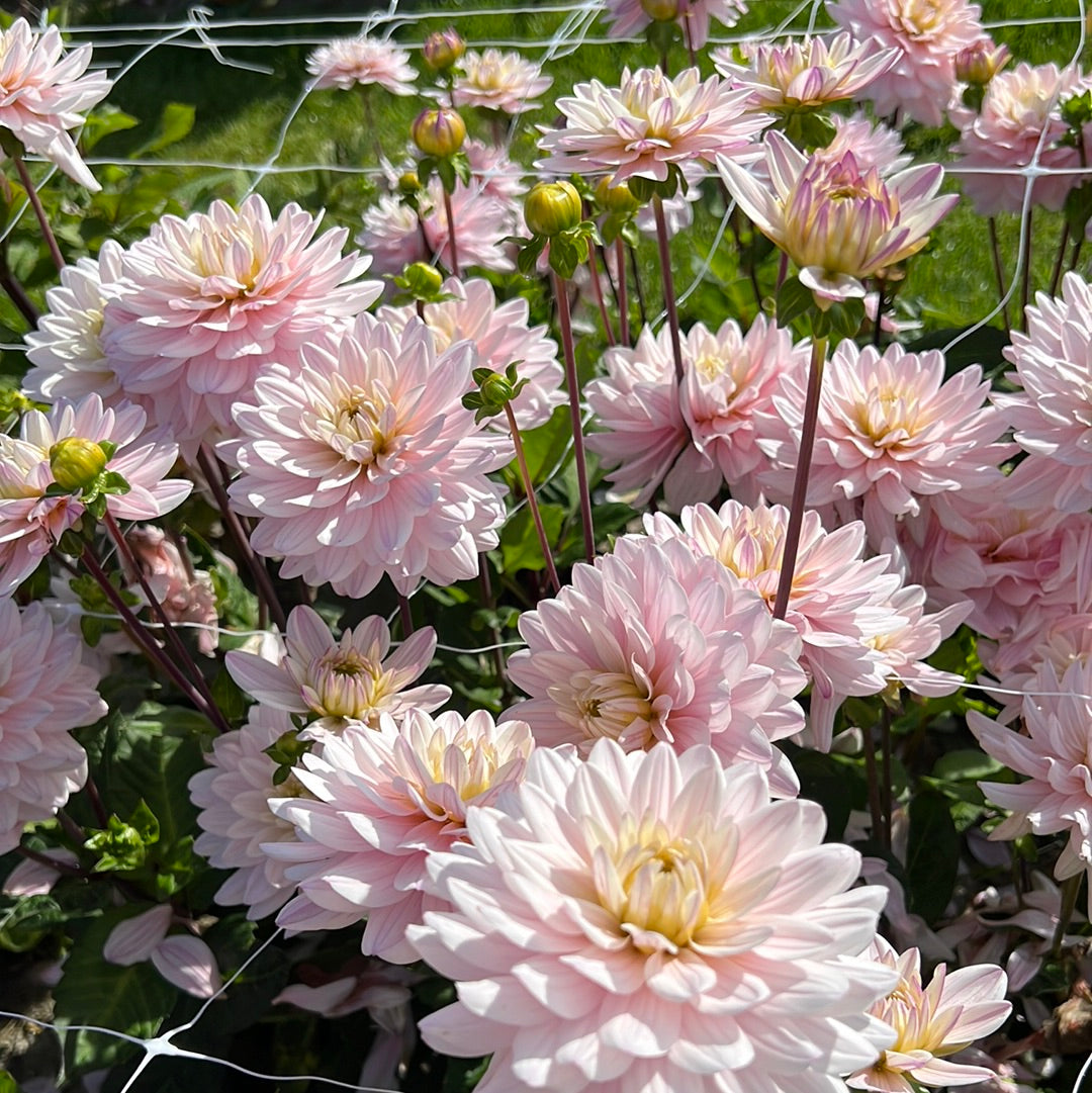 Dahlia Lady Kate Rose