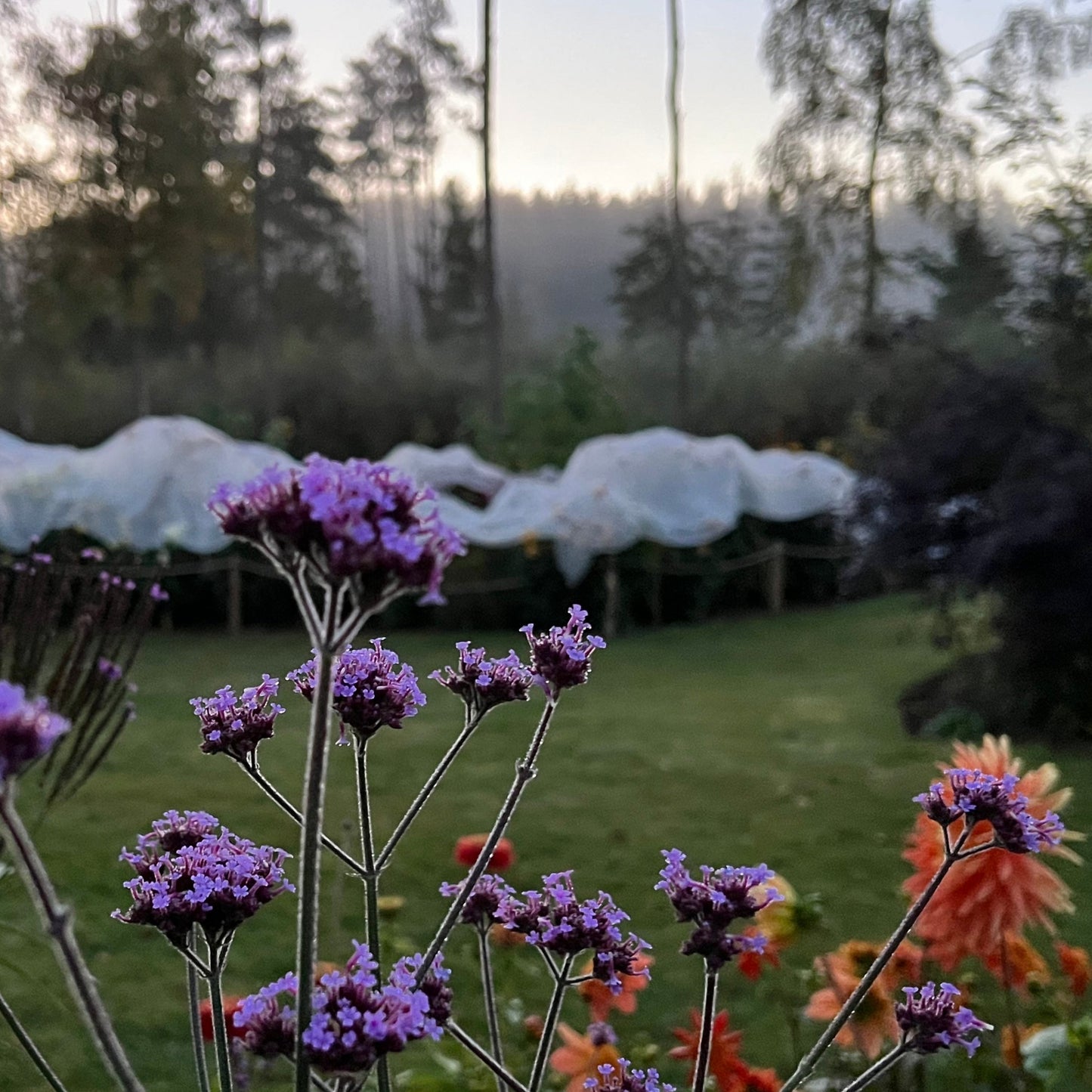 Fiberduk, skuggväv, odlingsduk