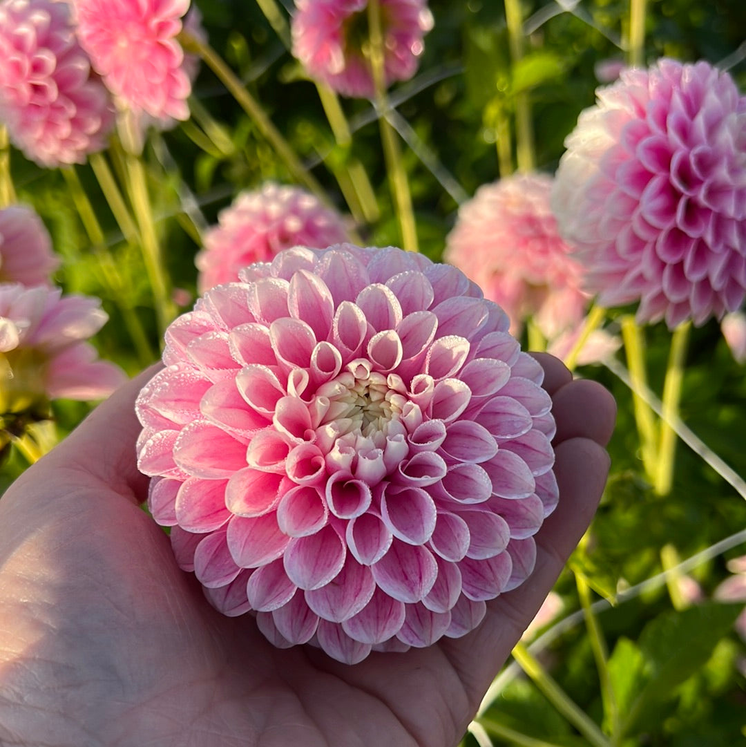 Dahlia Marshmellow Baby