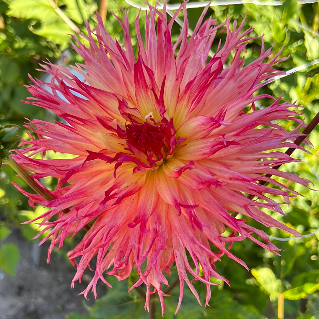 Dahlia Pinelands Pam