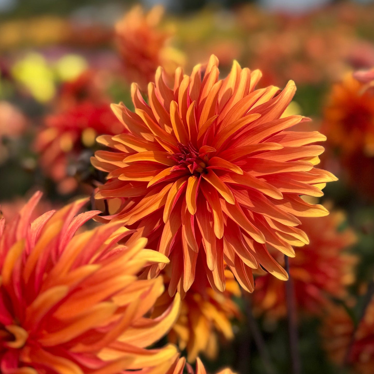 Dahlia Dorito Nyhet!