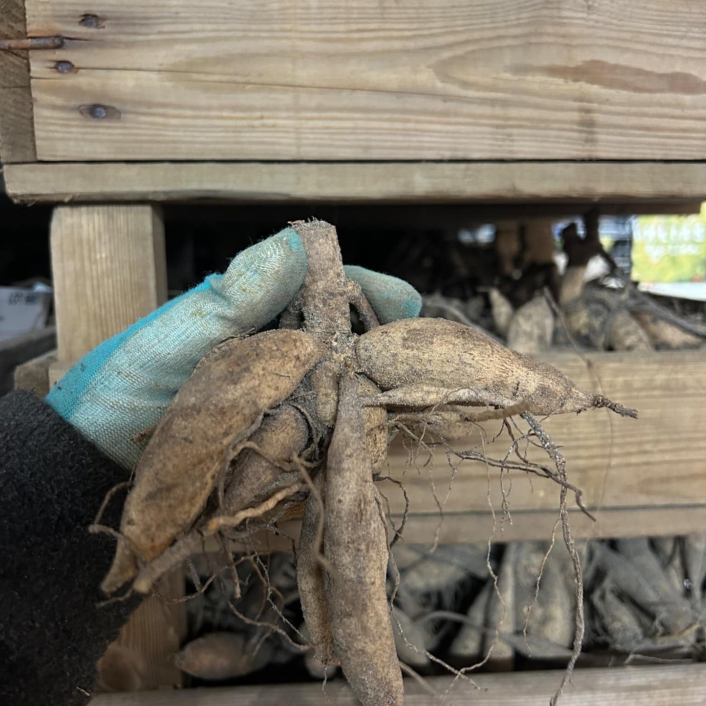 Dahlia Randy Crawford