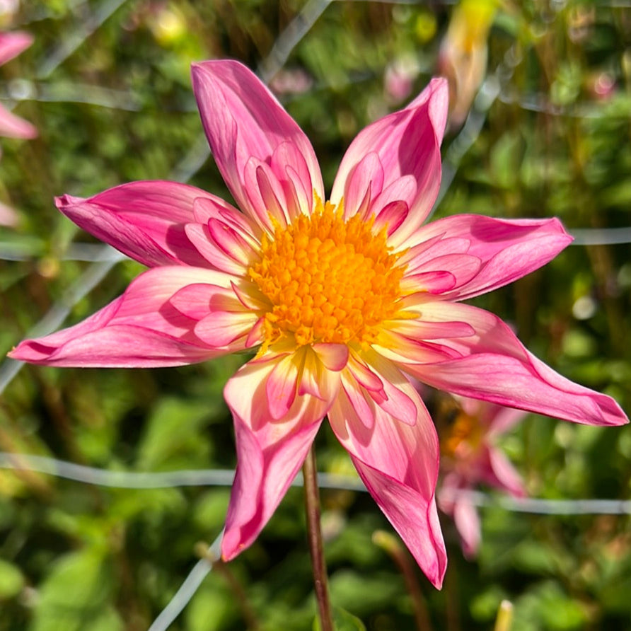 Dahlia Fancy Pants