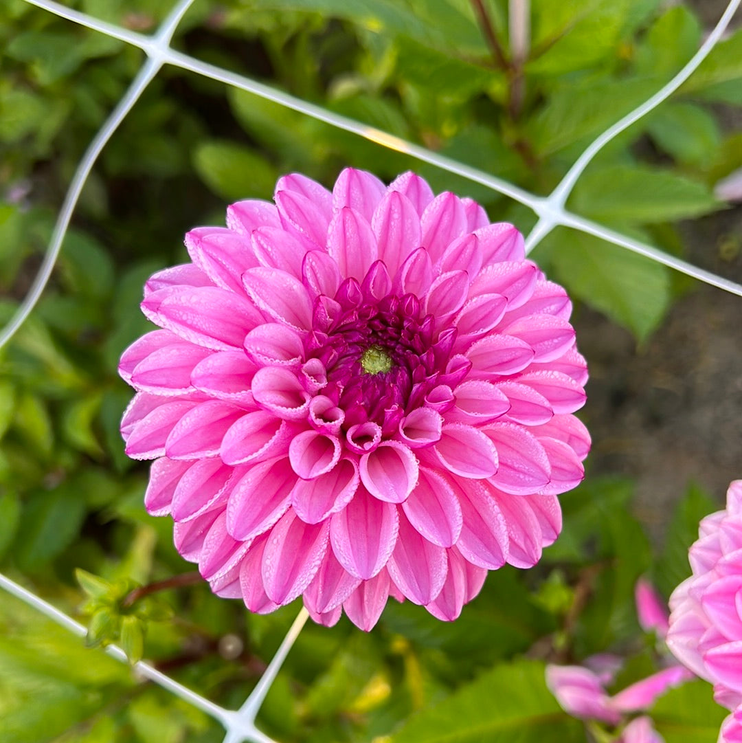Dahlia Chicago Nyhet!