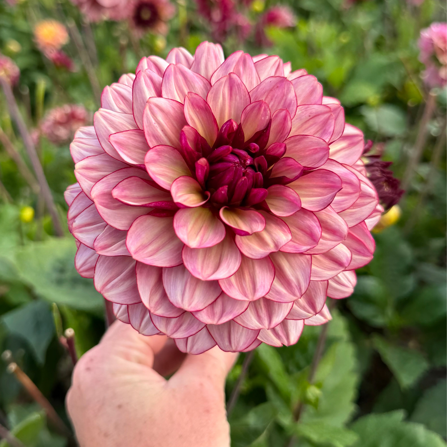 Dahlia Creme de Jowie Nyhet! Exclusive!