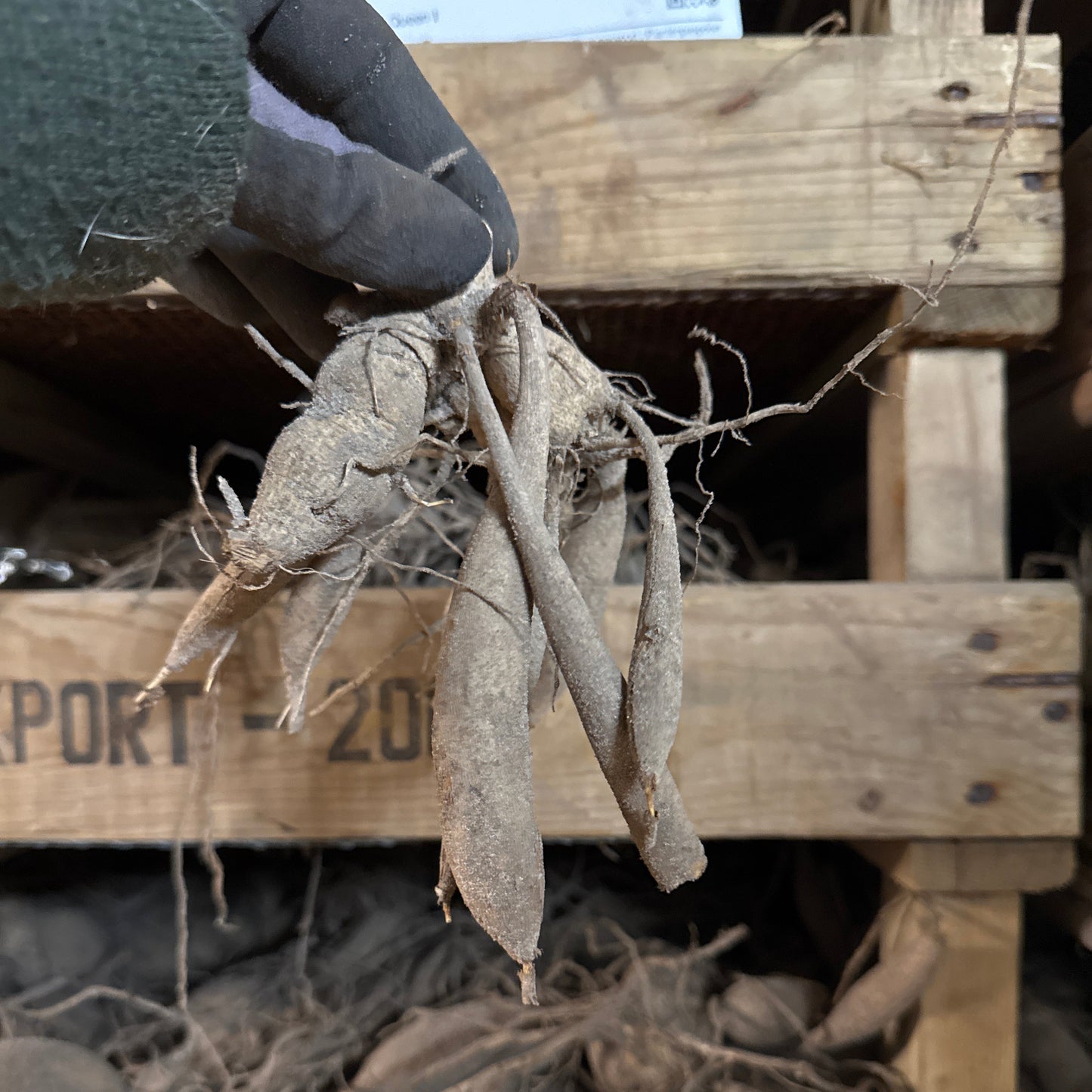 Dahlia Negroni Sunset