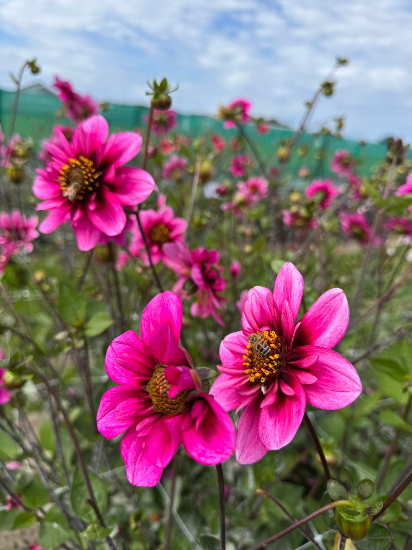 Dahlia Skyfall