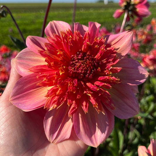 Dahlia Lava Glow