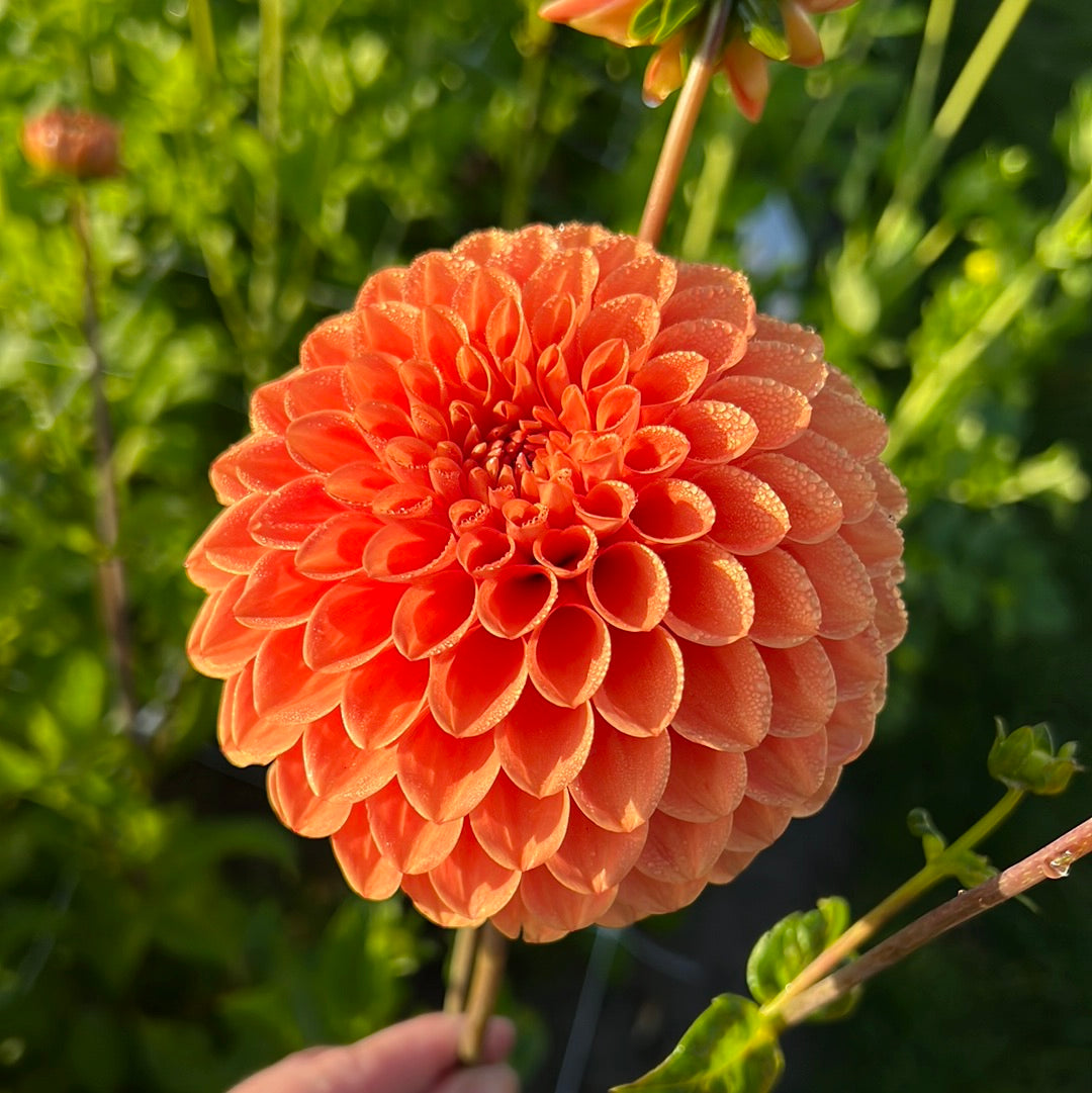 Dahlia Ruth Ann Utgår!