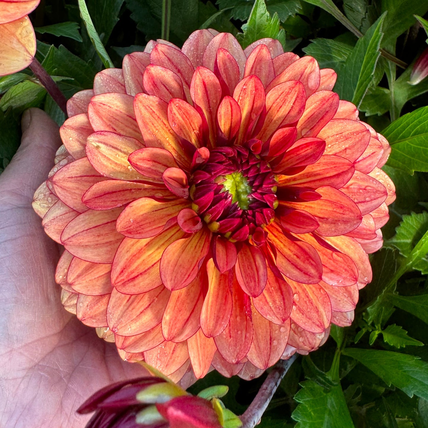 Dahlia Cherry Spice Svenskodlad