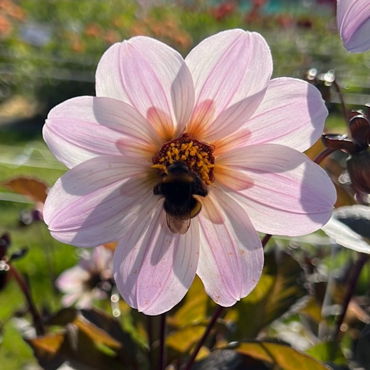 Dahlia Bishop of Dover