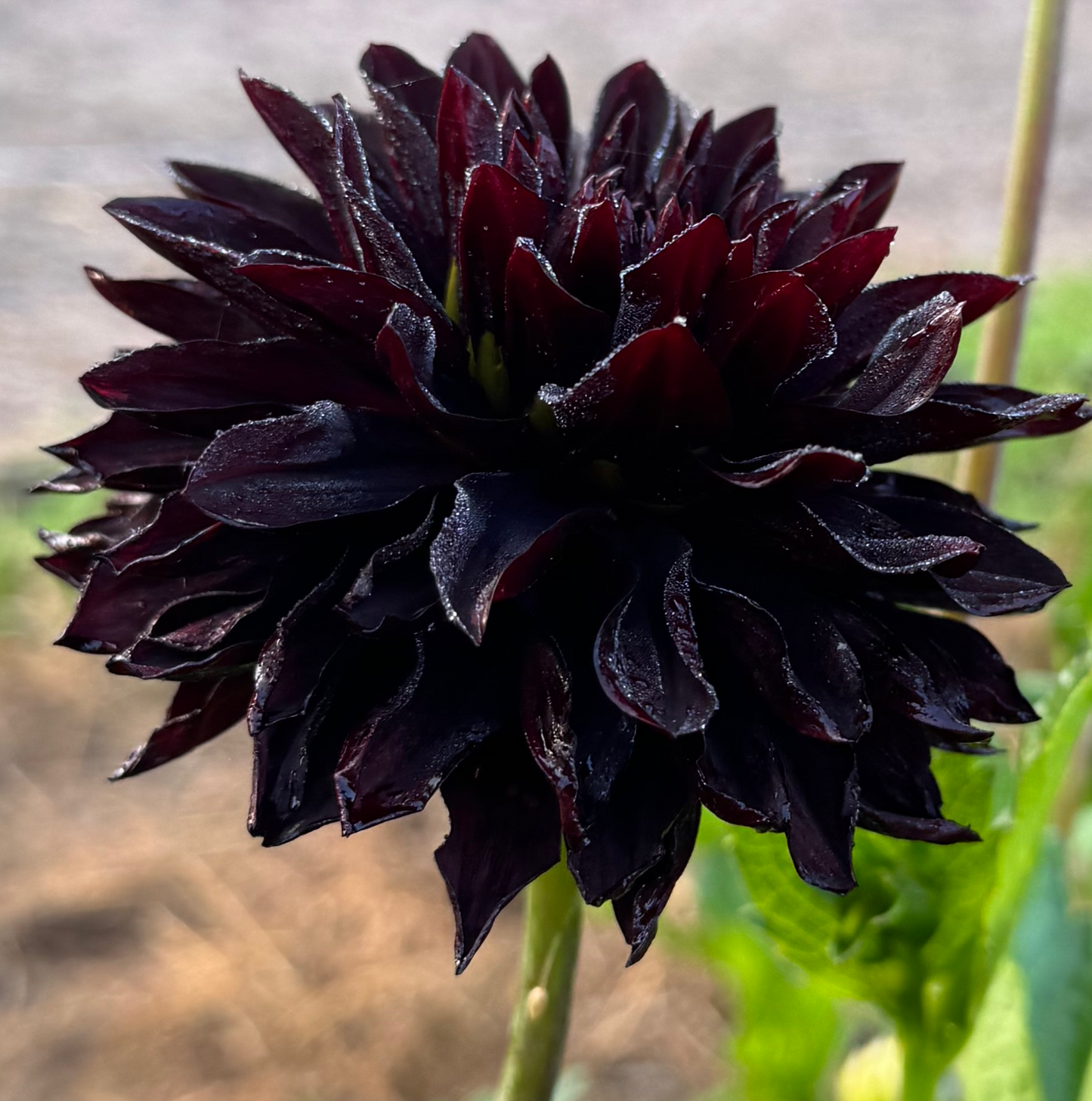 Dahlia Czarny Charakter EXCLUSIV!!