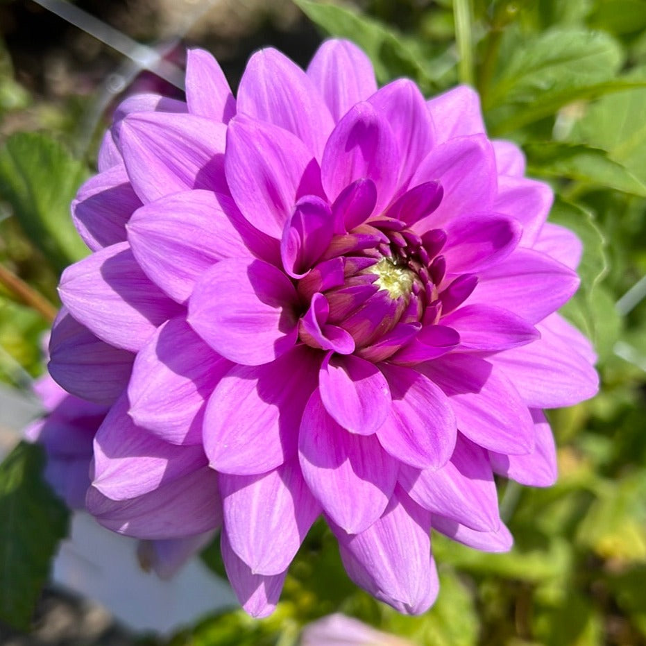 Dahlia Blue Boy