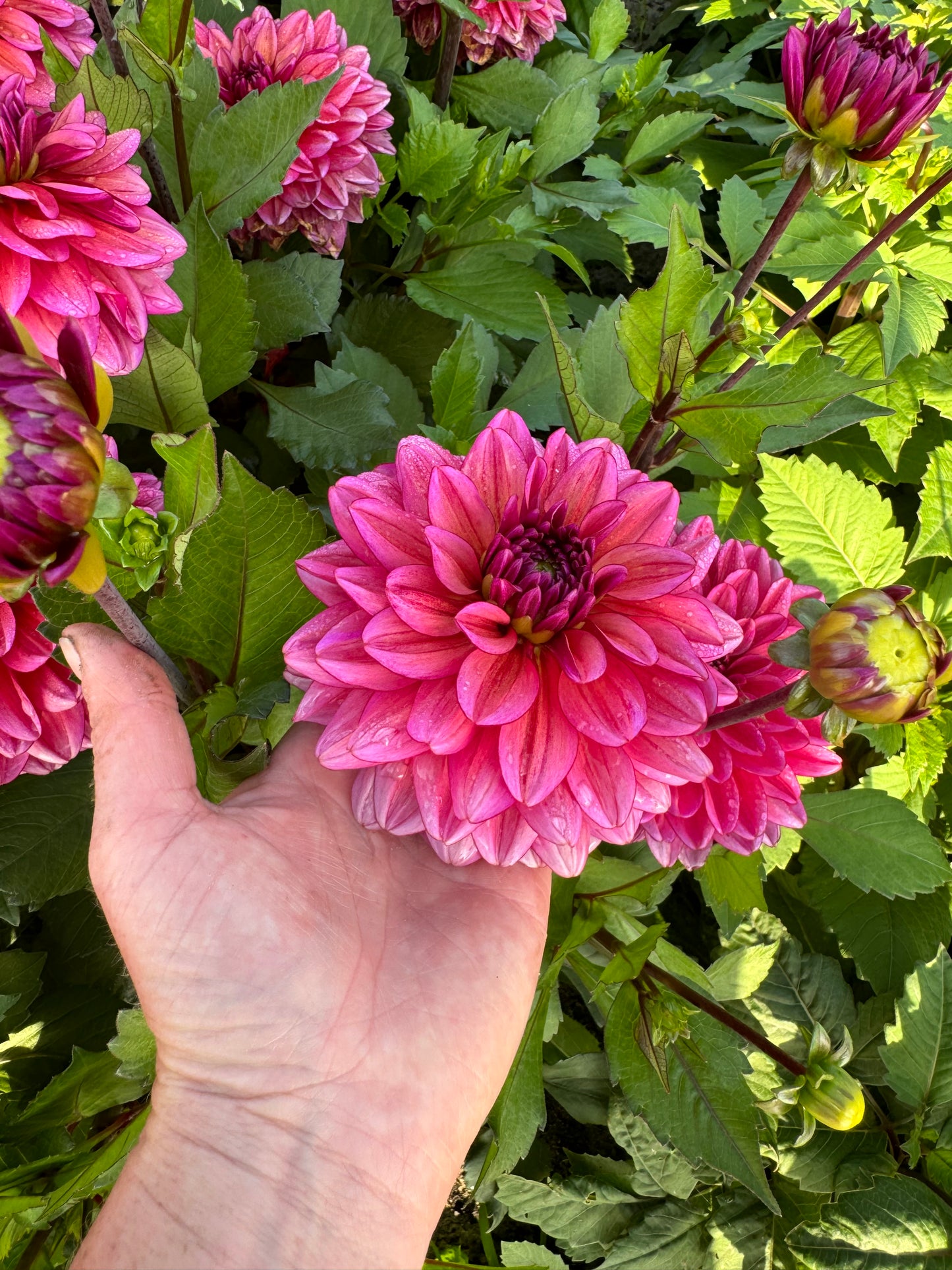 Dahlia LB-040 Tickety-boo