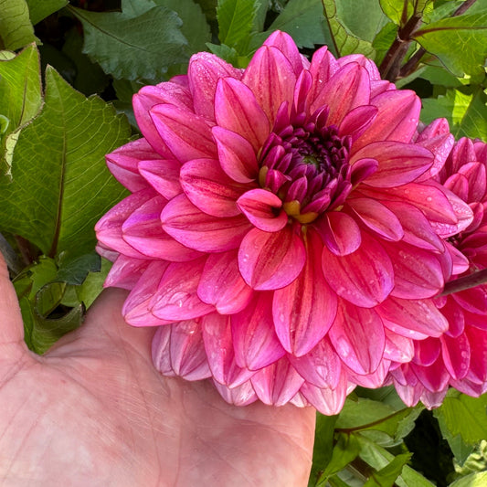 Dahlia Tickety-boo Svenskodlad