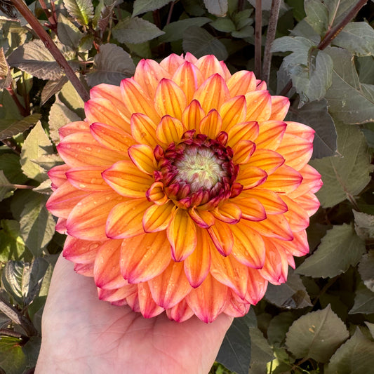 Dahlia Jacobina LB-018