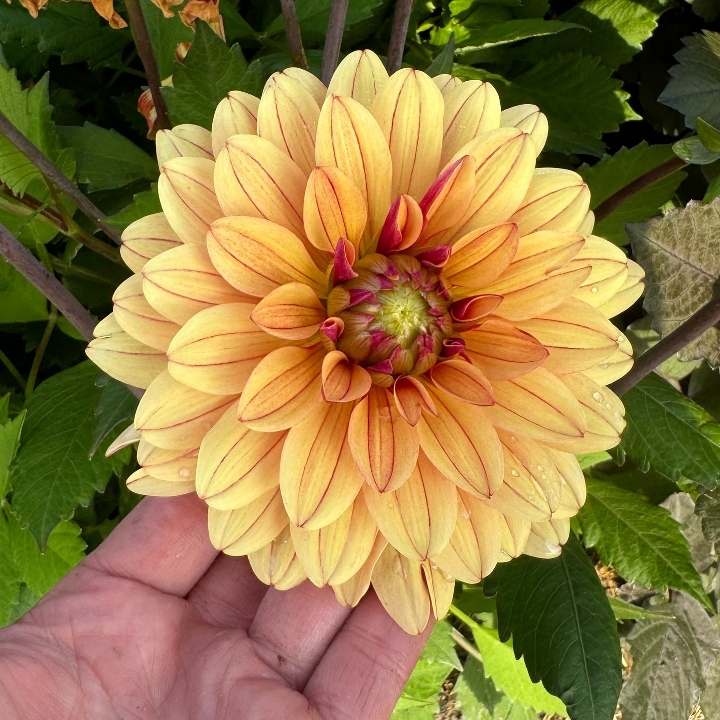 Dahlia Bee Honey Sweet Svenskodlad