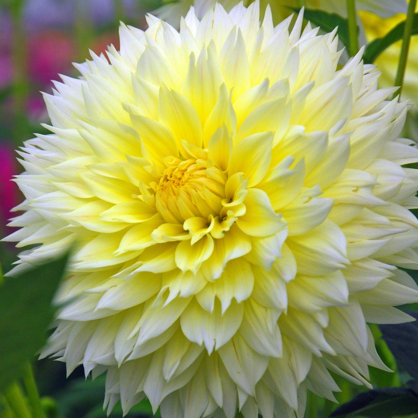 Dahlia Canary Fubuki