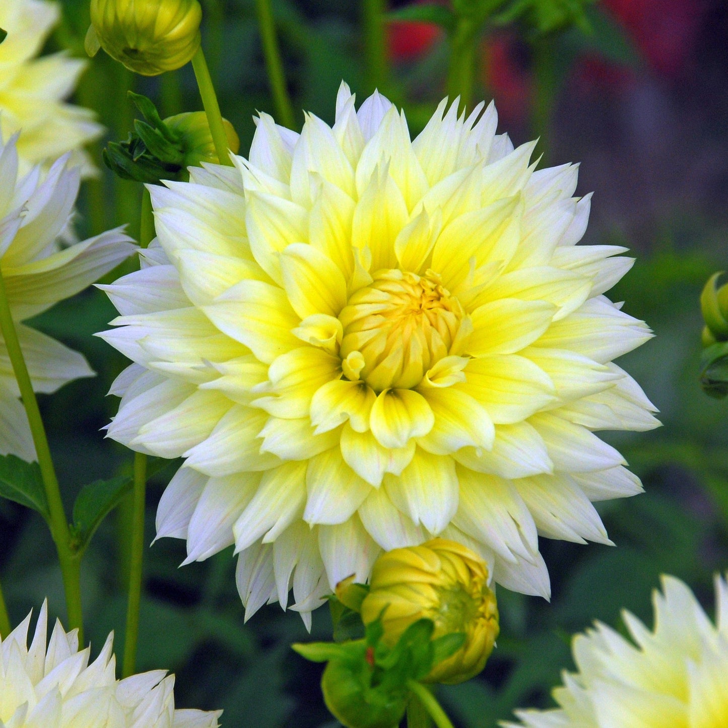 Dahlia Canary Fubuki