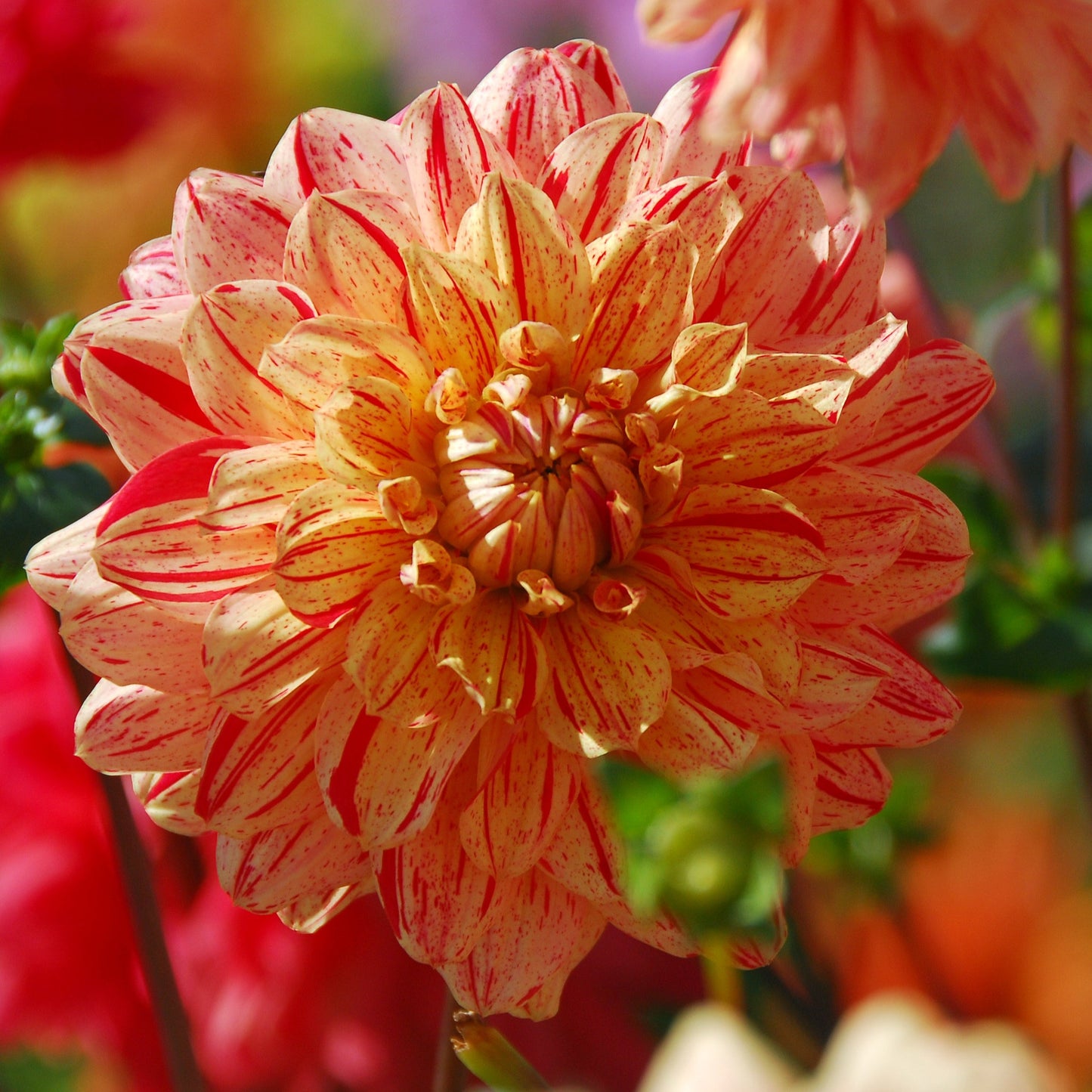 Dahlia Jowey Brochant Nyhet!
