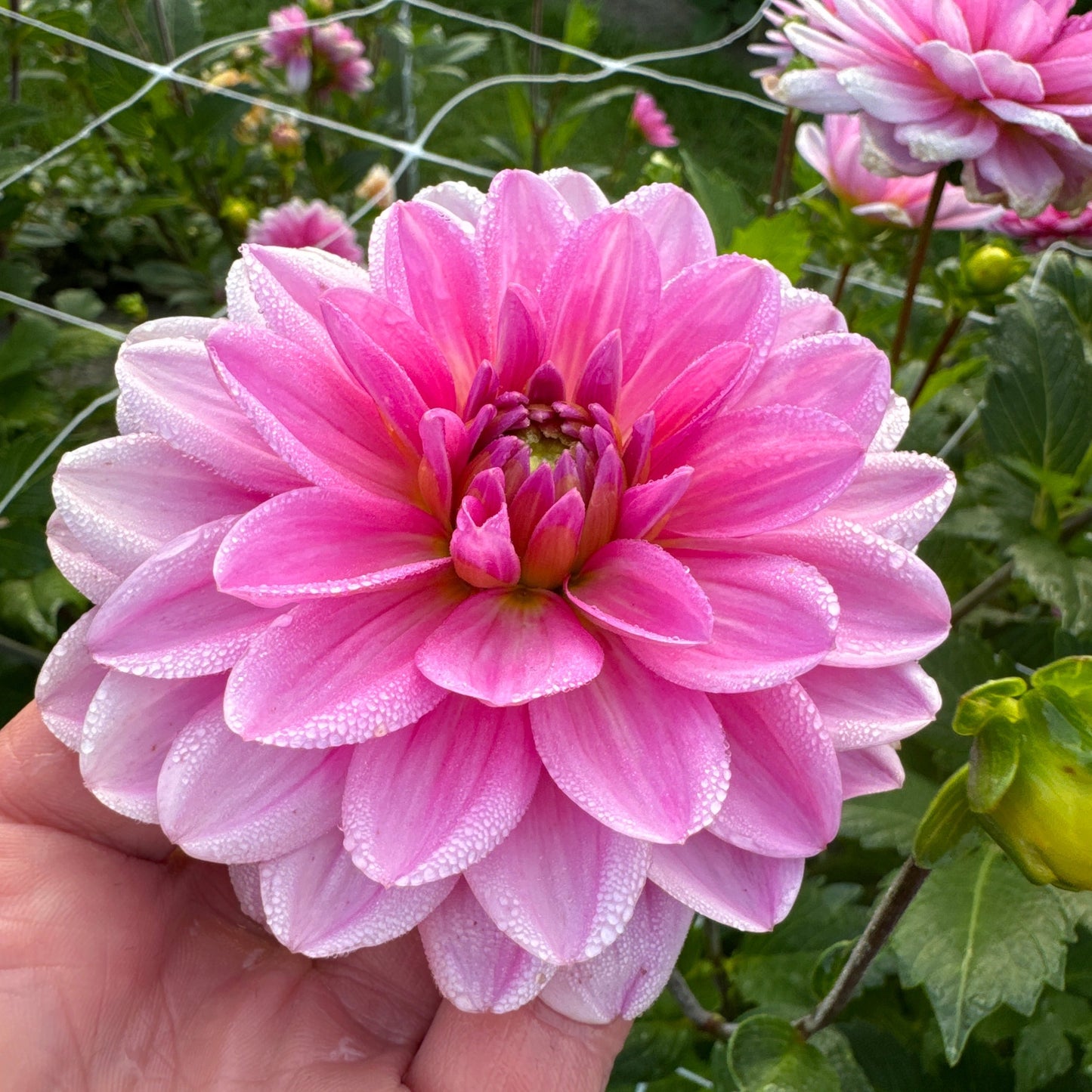 Dahlia Onesta Nyhet!