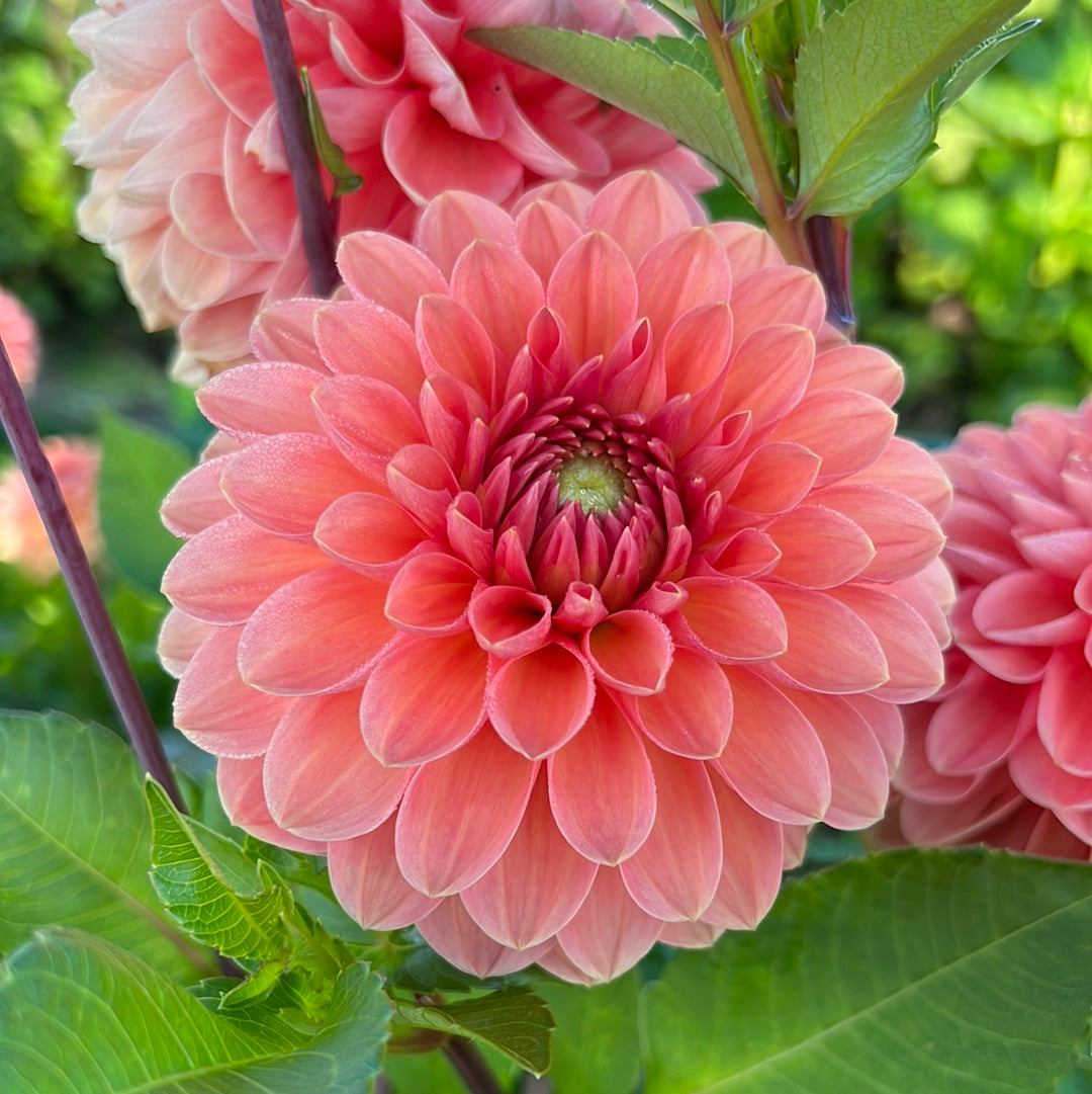 Dahlia Orange Favourite