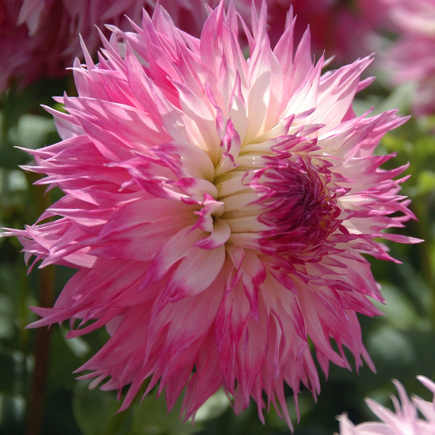 Dahlia Pinelands Princess
