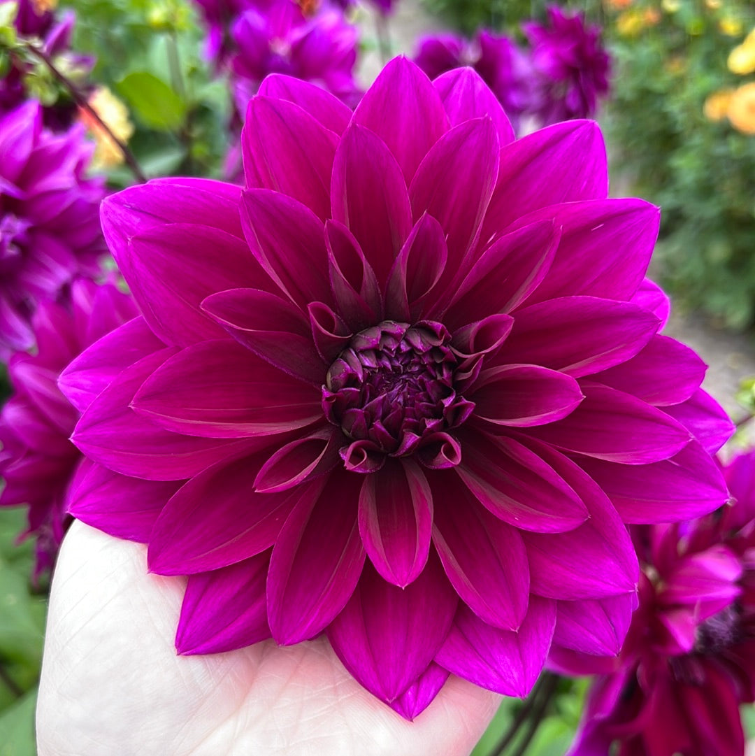 Dahlia Thomas a. edison