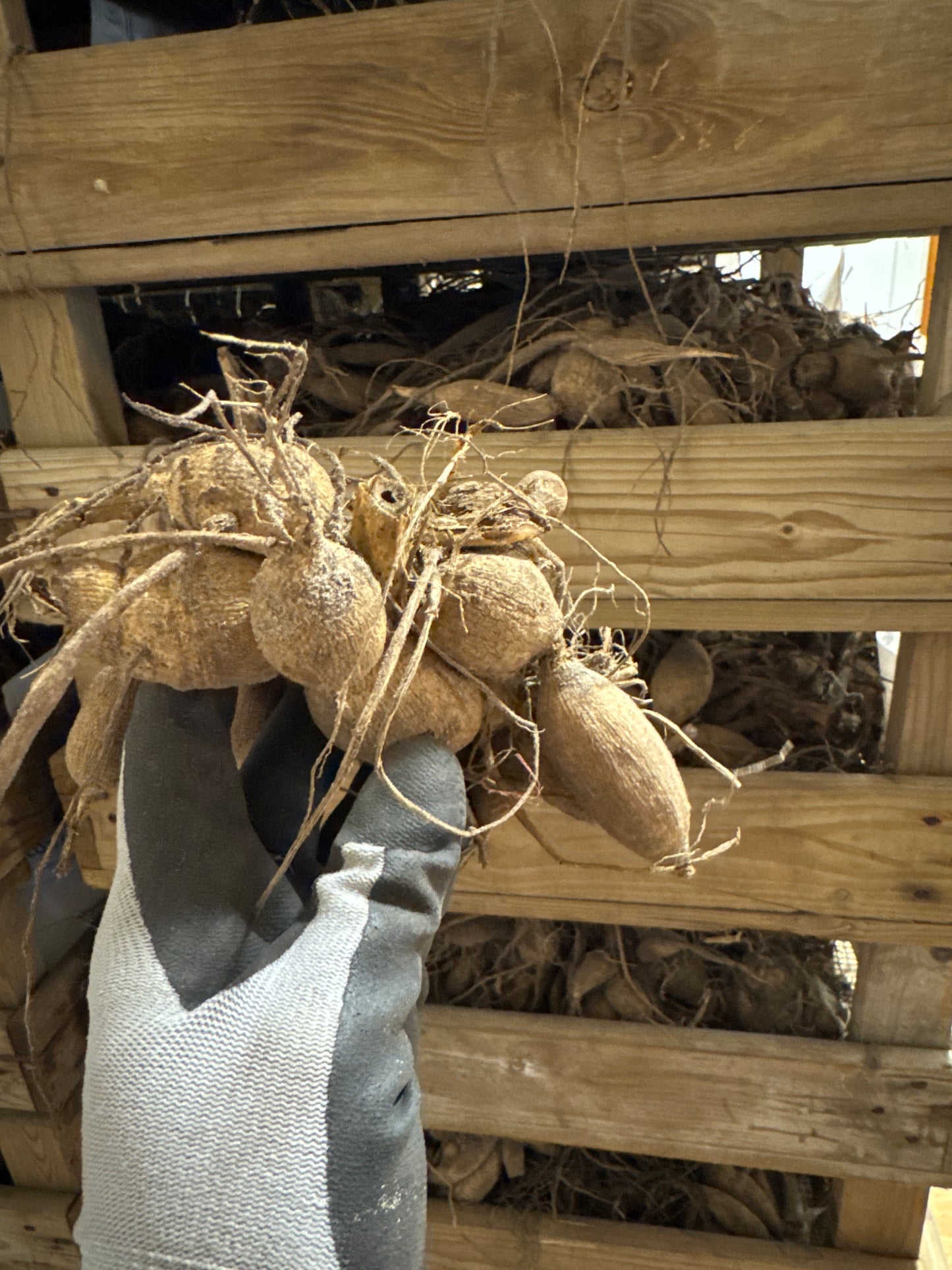 Dahlia Freeman UTGÅR! Alt-Orange Favorite