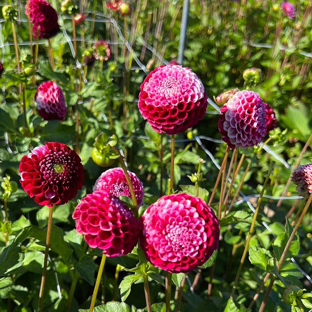 Dahlia Chick a Dee