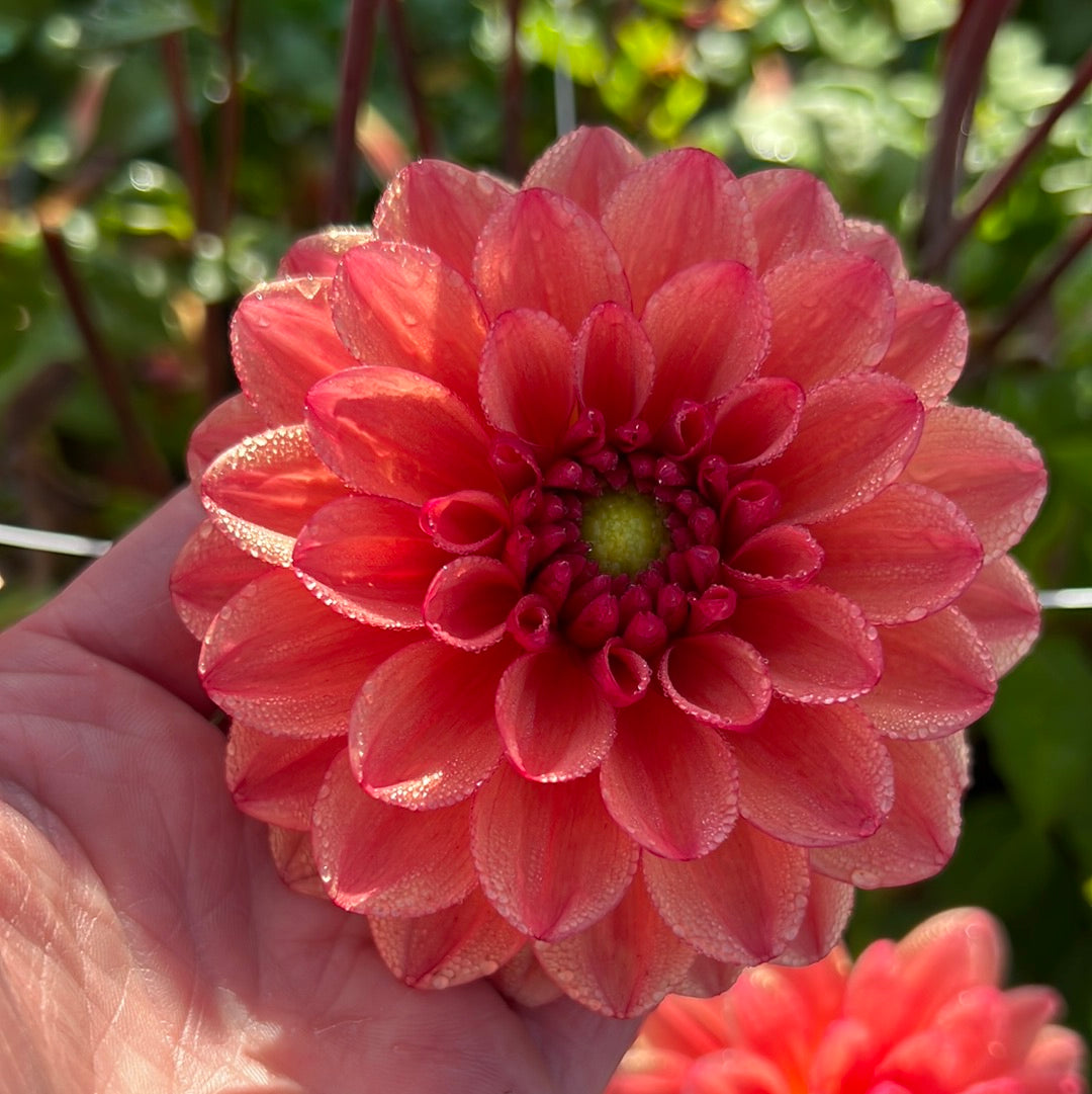 Dahlia Orange Girl