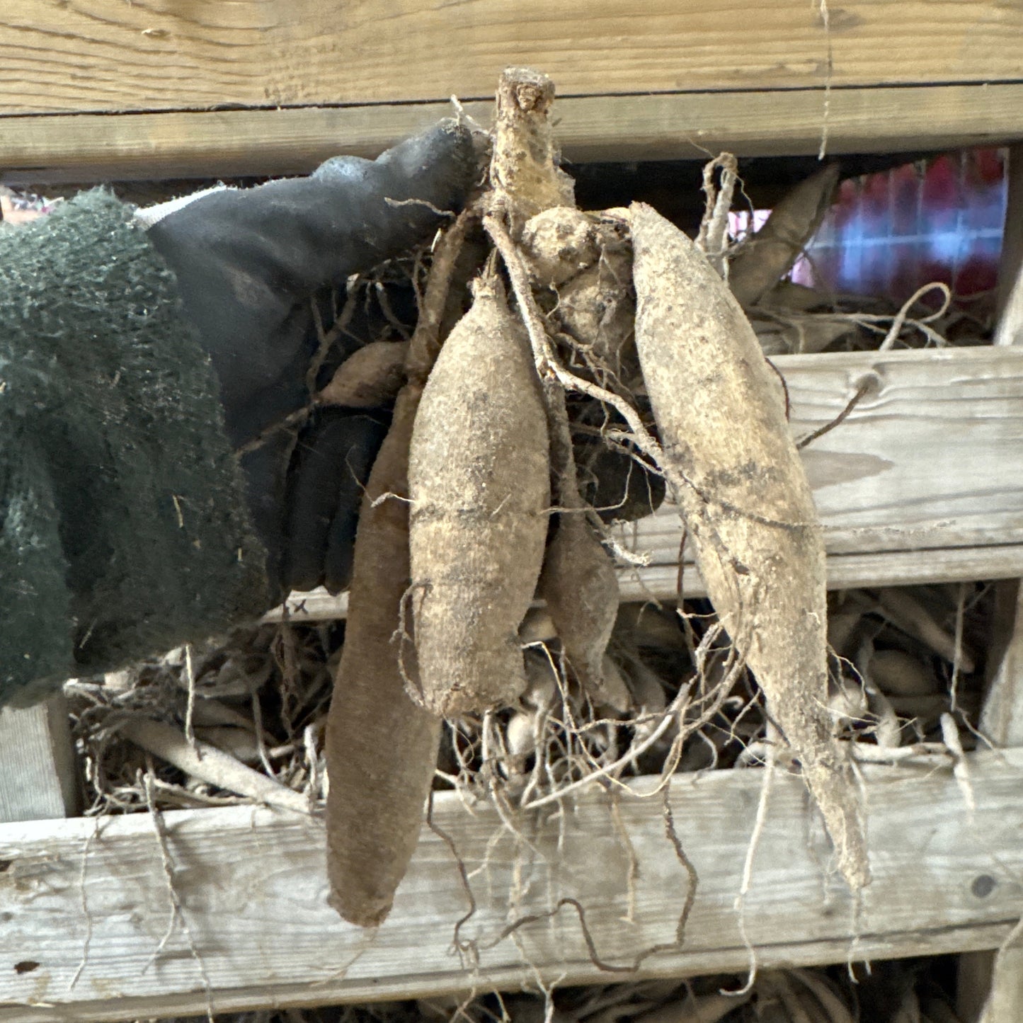 Dahlia French Cancan