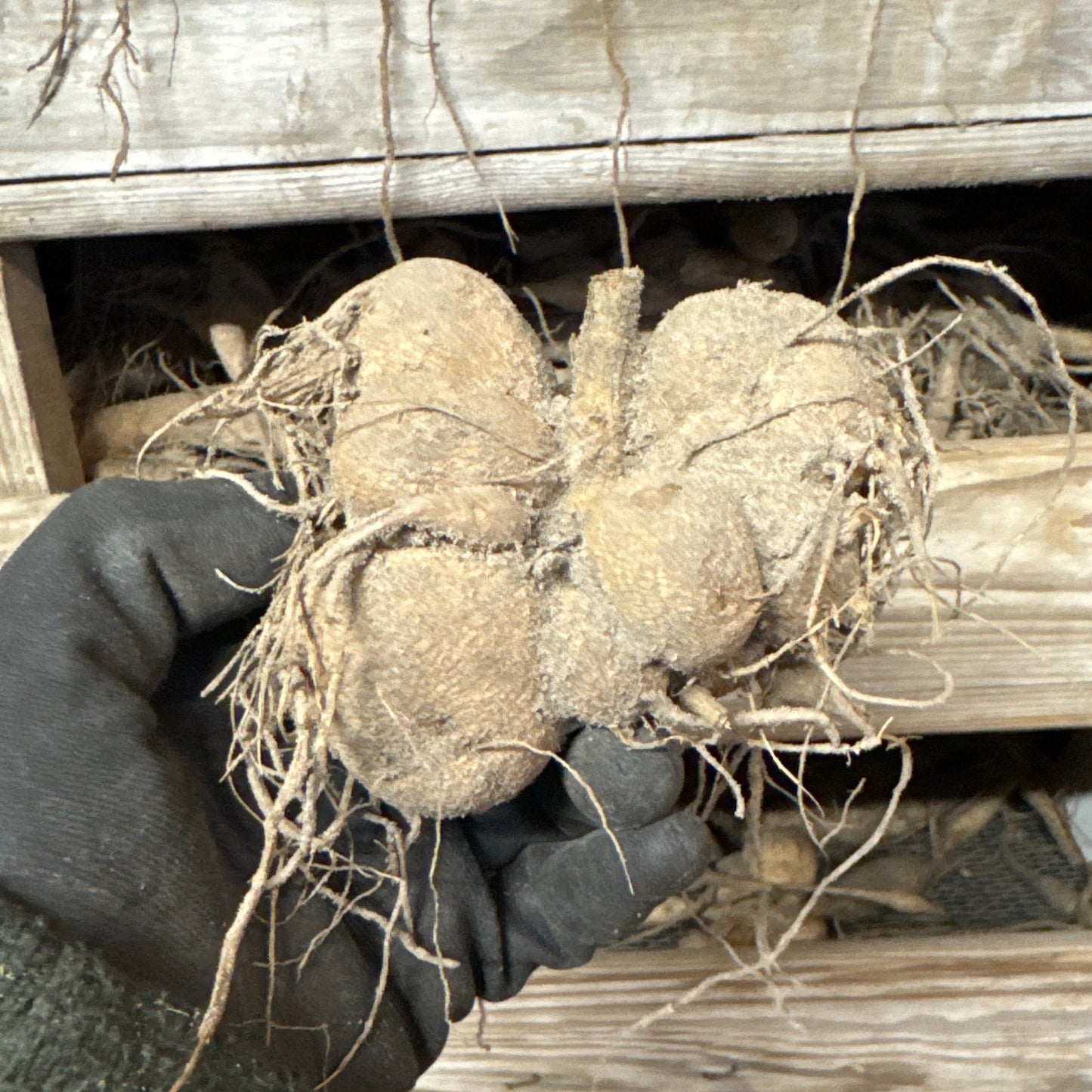 Dahlia Calgary Flames
