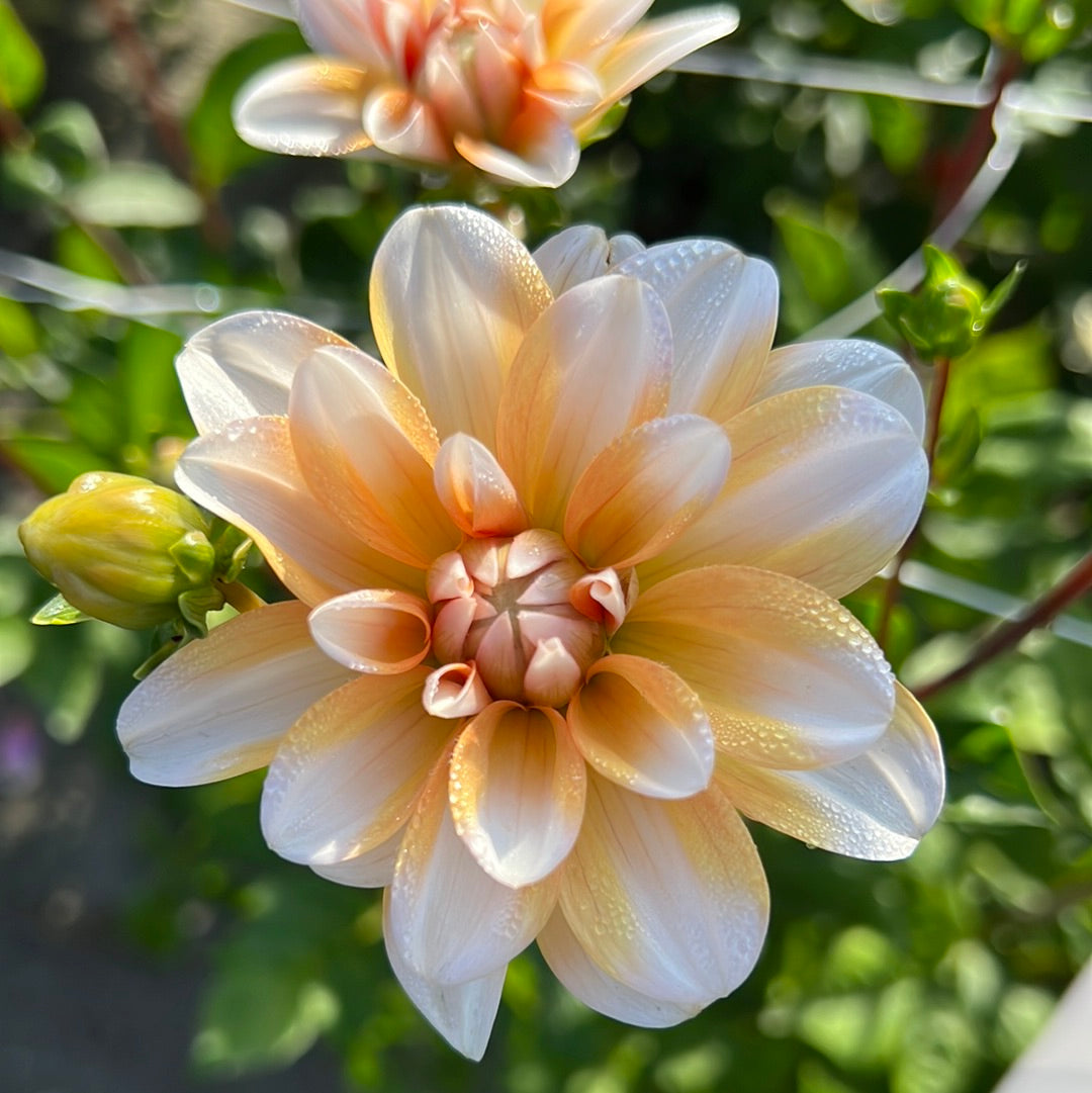 Dahlia Orange Perception