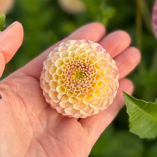 Dahlia Hapet Combo Nyhet!