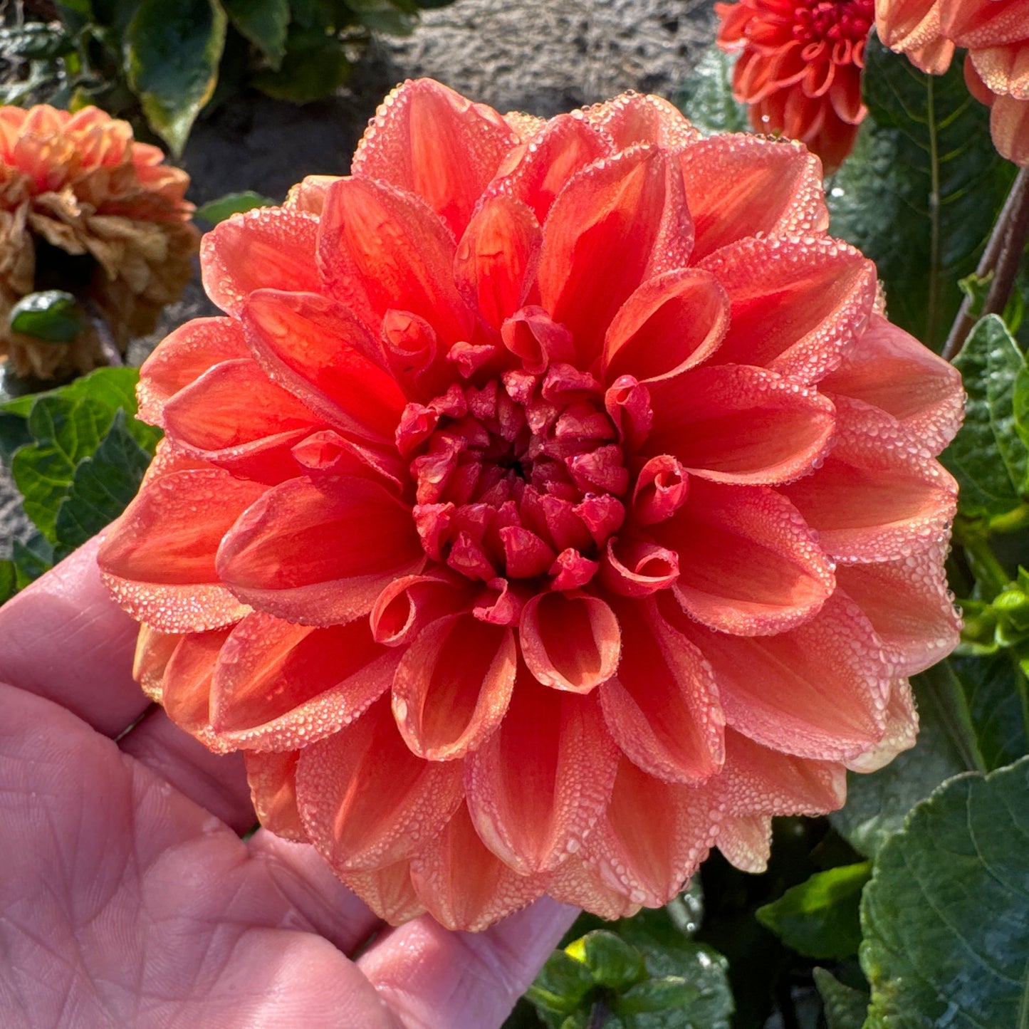 Dahlia Orange Nugget Nyhet
