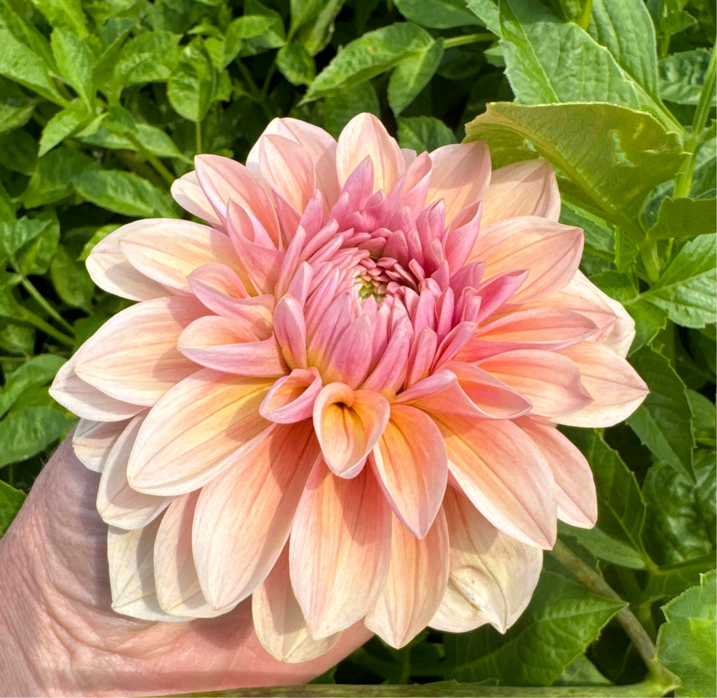 Dahlia Sturm Sweet Maria