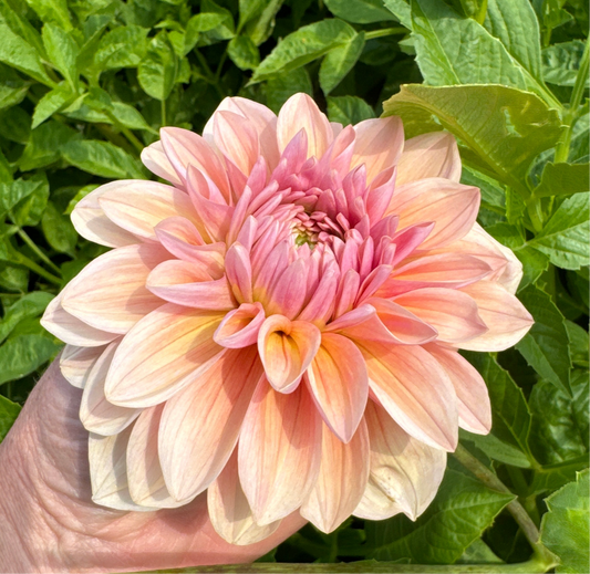 Dahlia Sturm Sweet Maria