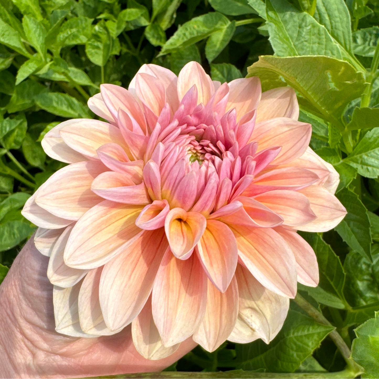 Dahlia Sturm Sweet Maria