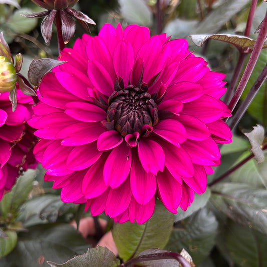 Dahlia Jennifer Mary Ellen