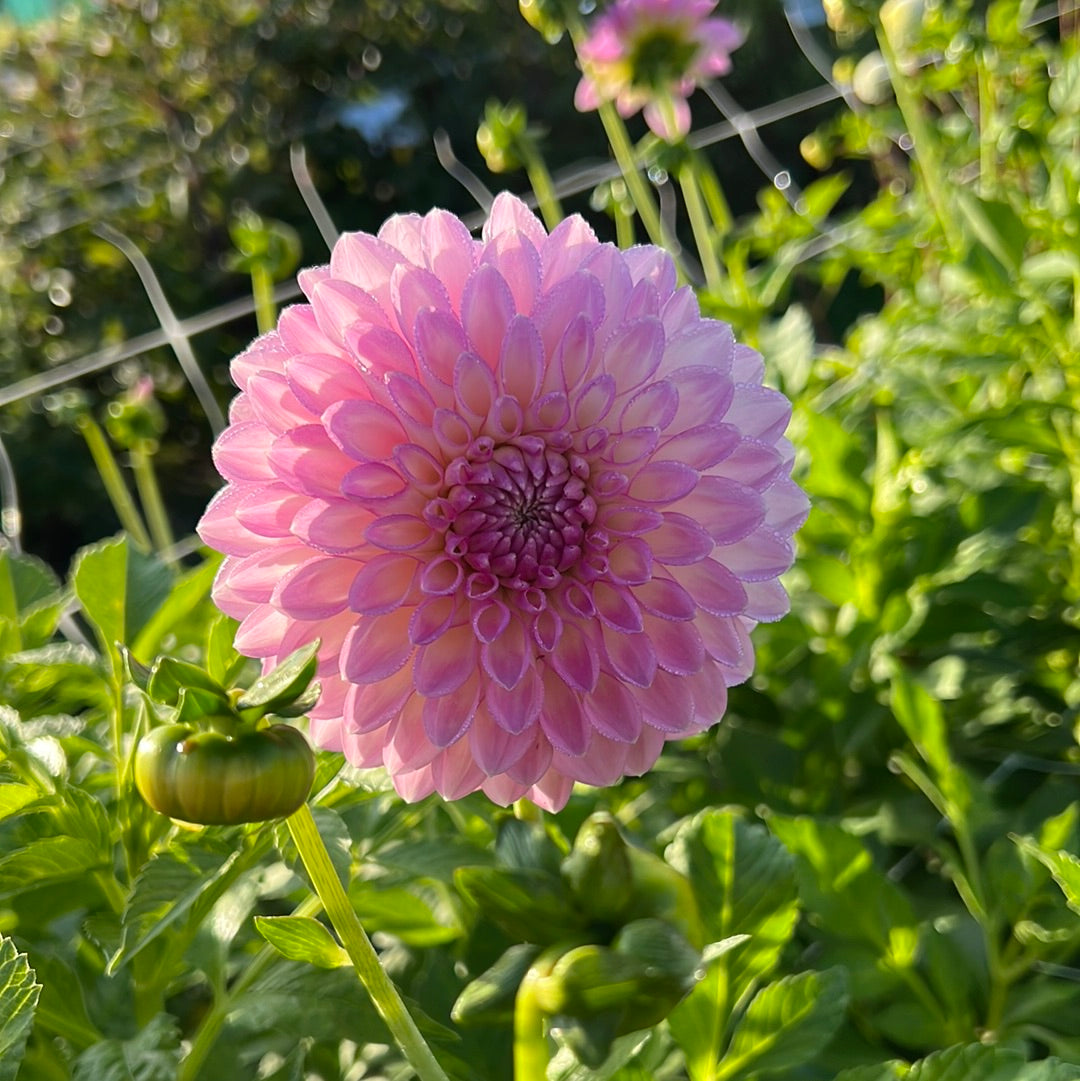 Dahlia Sefton Silvertop